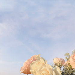 Blank CD jacket cover with pale roses and sky